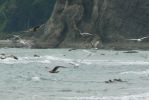 PICTURES/Rialto Beach/t_Flying Gulls16.JPG
